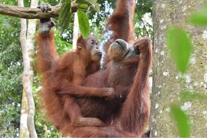 Eco Trekking Lodge, Bar & Jungle Tour'S Bukit Lawang Exterior foto