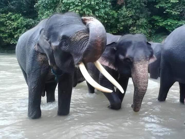 Eco Trekking Lodge, Bar & Jungle Tour'S Bukit Lawang Exterior foto