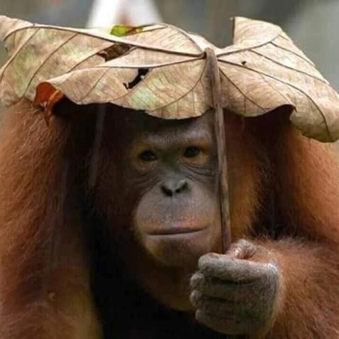Eco Trekking Lodge, Bar & Jungle Tour'S Bukit Lawang Exterior foto