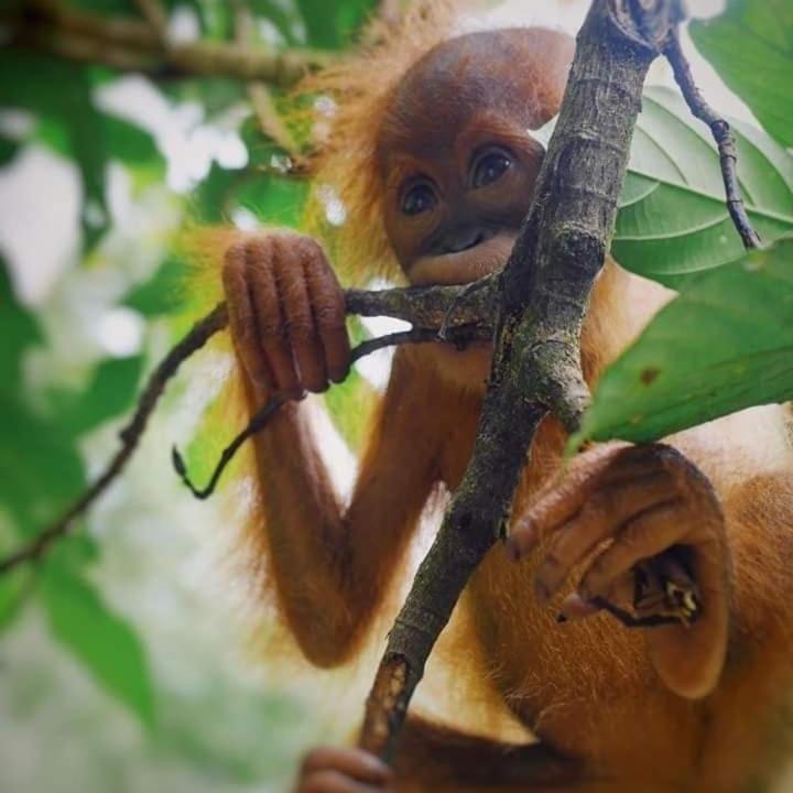 Eco Trekking Lodge, Bar & Jungle Tour'S Bukit Lawang Exterior foto