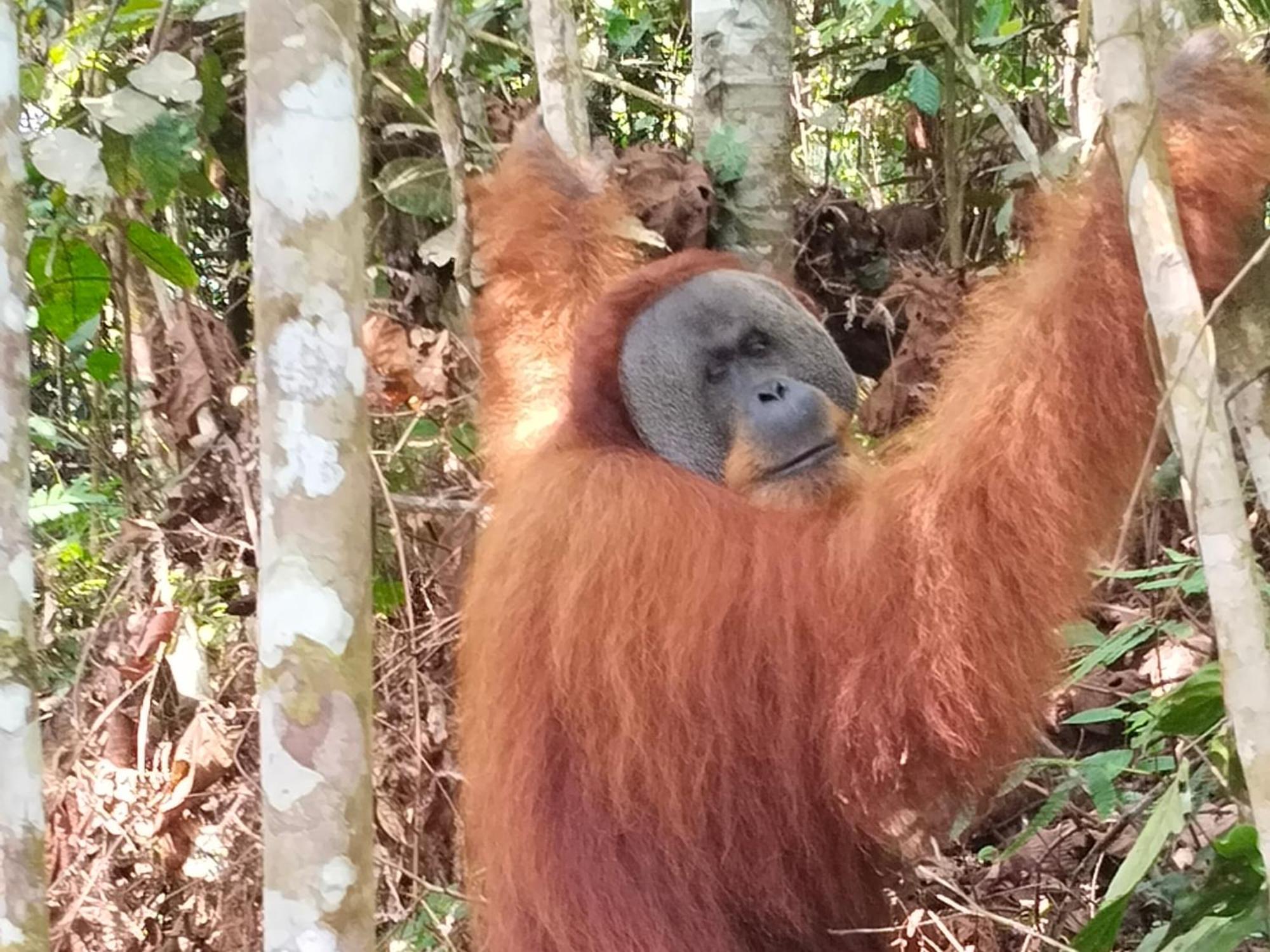 Eco Trekking Lodge, Bar & Jungle Tour'S Bukit Lawang Exterior foto