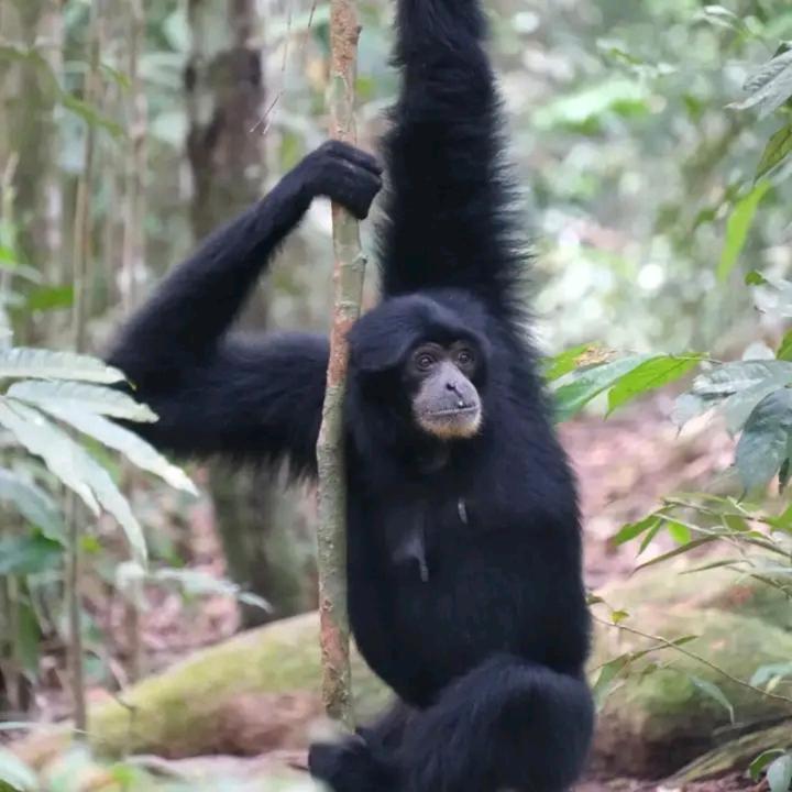 Eco Trekking Lodge, Bar & Jungle Tour'S Bukit Lawang Exterior foto