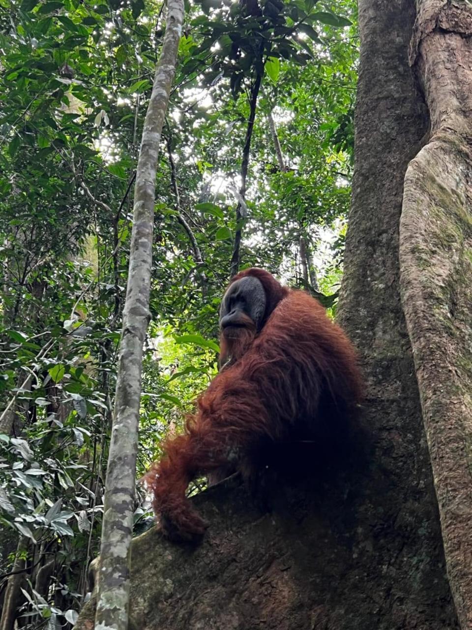 Eco Trekking Lodge, Bar & Jungle Tour'S Bukit Lawang Exterior foto